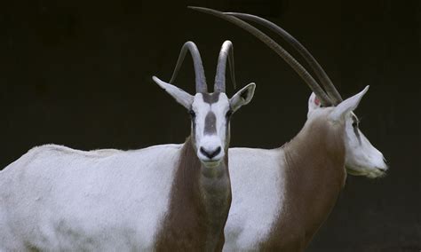 Scimitar-horned oryx | Smithsonian's National Zoo and Conservation ...