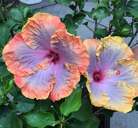 Colour-Changing Hibiscus Full of Surprises - Toronto Botanical Garden