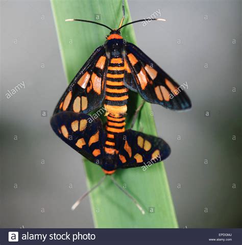 Australian Moths Stock Photos & Australian Moths Stock Images - Alamy