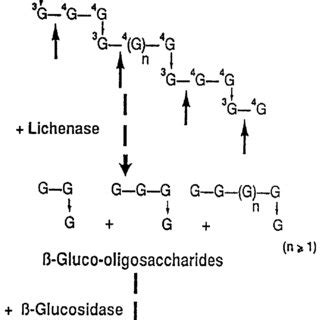 3: Theoretical principle of mixed-linkage beta-glucan assay procedure ...