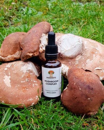 100% Organic Birch Polypore Mushroom Complex Tincture 30ml | Roots to ...