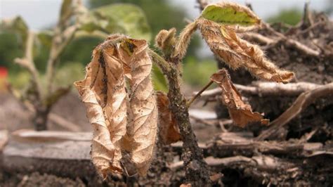 Diagnosing Soybean Seedling Diseases - CropLife