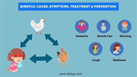 Bird Flu: Symptoms, Vaccine, Causes, Treatment & Prevention - Drlogy