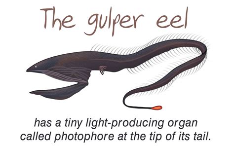 Gulper Eel Facts | Eel facts, Deep sea creatures, Types of eels