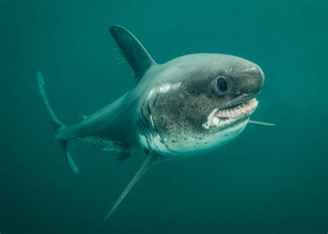 Are There Sharks in the Arctic? - Ocean Conservancy