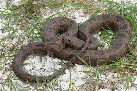 Smooth Earth Snake Facts, Description, Size, Diet, and Pictures