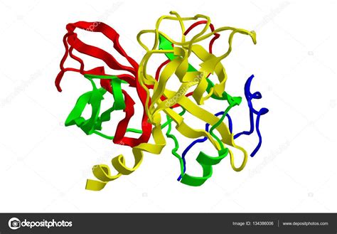 Molecular structure of thrombin, 3D rendering Stock Photo by ©Raimund14 ...