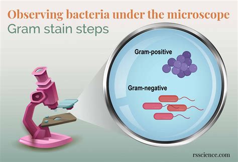 Observing Bacteria Under the Microscope - Gram Stain Steps - Rs' Science