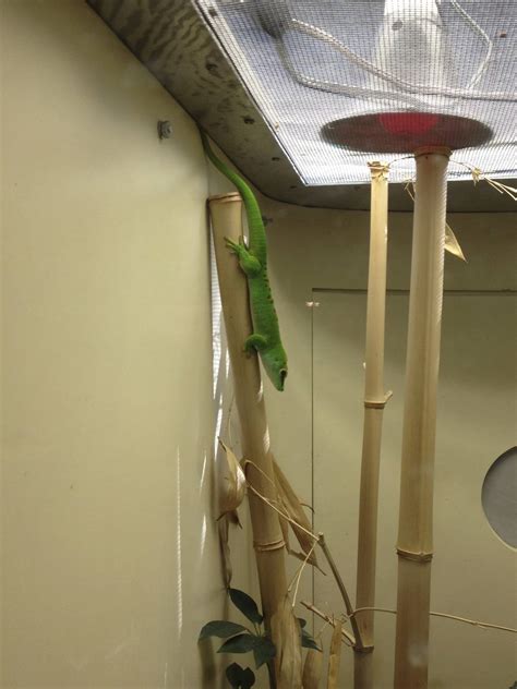 Madagascar Day Gecko - ZooChat