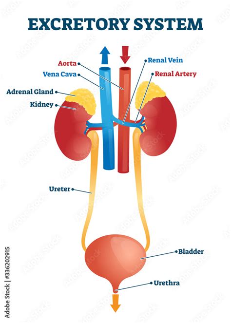 Excretory system vector illustration. Labeled educational organs ...