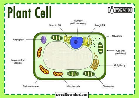 What Are All The Parts Of A Plant Cell