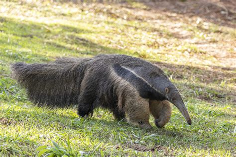 Giant Anteater Facts | Biggest Anteater in the World