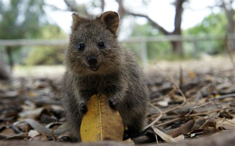 quokka, Nature, Animals, Leaves Wallpapers HD / Desktop and Mobile ...