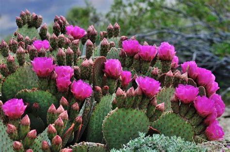 Cozumel's Blooming Cacti: A Guide to Succulent Wonders