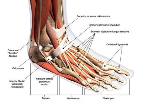 Ankle Bones And Ligaments