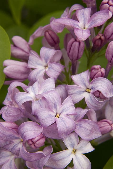 Lavender Lady Lilac | Flowering shrub, Shrubs, Showy flowers