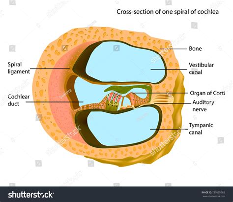 Ear Anatomy Cochlea