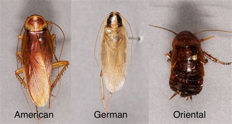 THE MOST COMMON — Texas Insect Identification Tools