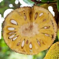 Best Jackfruit Varieties: Taste, Texture & Production ...