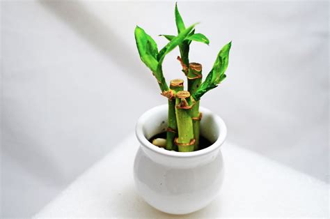 How to Grow and Care for a Lucky Bamboo Plant