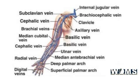 Ser amado compuesto Miedo a morir arm vein anatomy Álgebra Janice ...