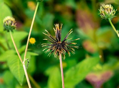 Cosmos Flower Seeds on the Plant Stock Image - Image of plant, gather ...