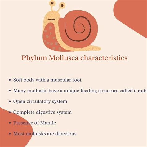 Phylum Mollusca characteristics - Science A Plus