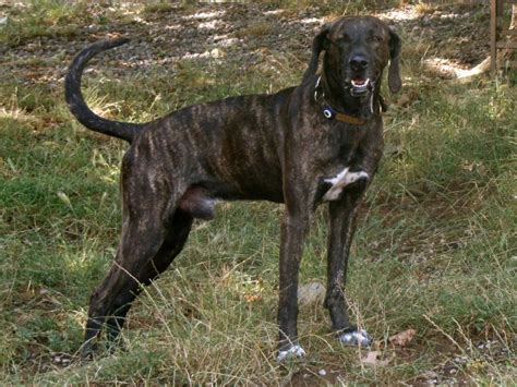 Plott Hound Info, Temperament, Puppies, Pictures