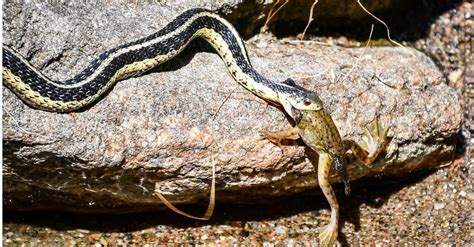 What Do Garter Snakes Eat? 12+ Foods in Their Diet - AZ Animals