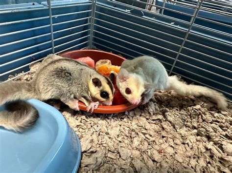 51 sugar gliders rescued from Puerto Rico soon available for adoption ...