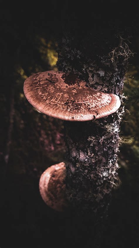 Fungi on Behance