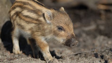 Fonds d'écran Petit cochon, sanglier 3840x2160 UHD 4K image