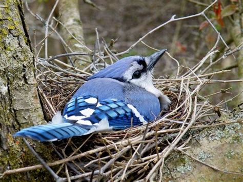 Blue Jay Nesting Platform