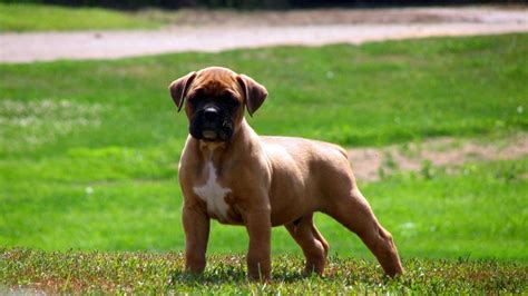 Dog Training 101 : Boxer Dog Training - Earth of Pet | Boxer puppy ...