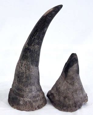 Four Black Rhino Horns Confiscated from Auctioneers in Ireland | Rhino ...