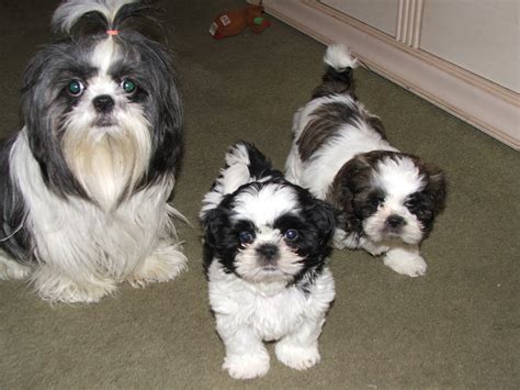 cute puppy pictures | shih tzu puppies | shih tzu puppies pictures ...