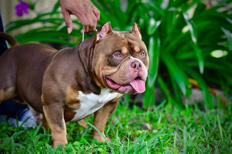 THE INCREDIBLE COLORS OF THE AMERICAN BULLY BREED | Venomline