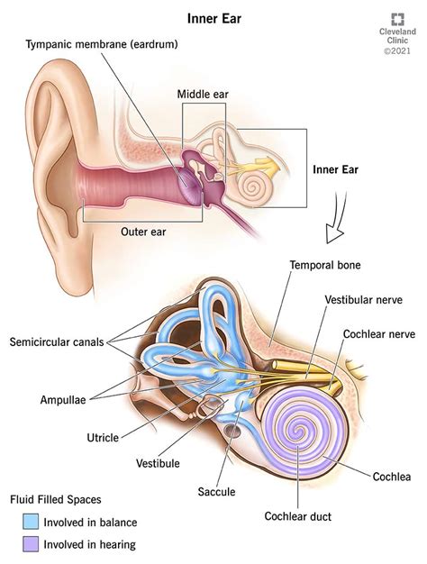 Inner Ear: Anatomy, Function & Related Disorders