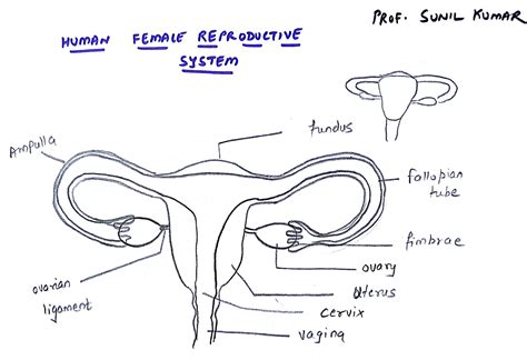 Reproductive System Diagram Female Anatomy Side View - Male ...