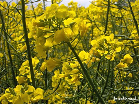 Karen`s Nature Photography: Blooming Rapeseed Plants.