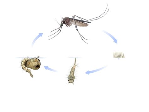 Mosquito Biology - Antelope Valley Mosquito and Vector Control District