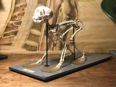 Vintage Rhesus Macaque Skeleton Anatomy Taxidermy Educational Monkey ...