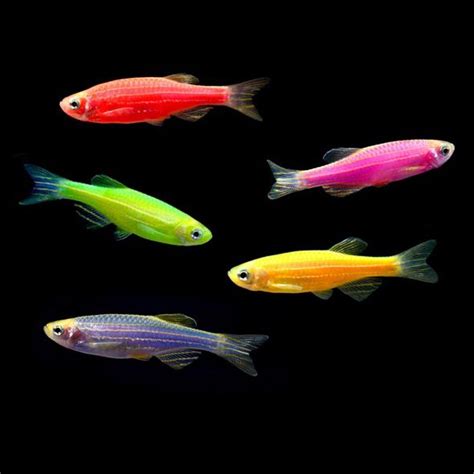 GloFish Pack - 30 gallon | Glofish, Glow fish, Fresh water fish tank