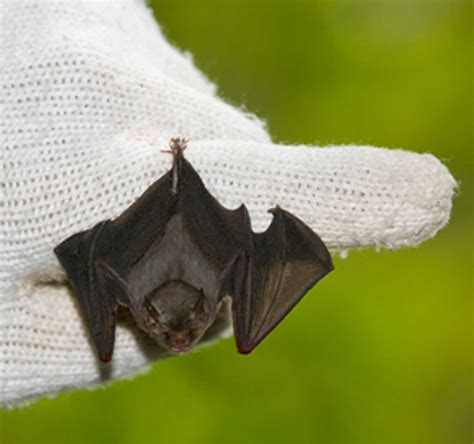 Bumblebee Bat : OOAK Baby Bumblebee Bat, Realistic Handmade Poseable ...