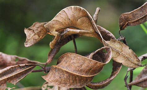 The Reptile Zone: Awesome Camouflage!