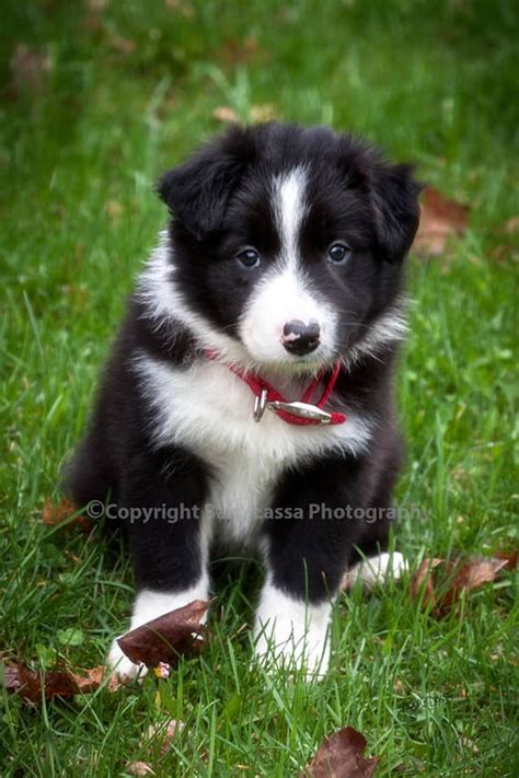 Border Collie puppy black white fine art photography | Etsy