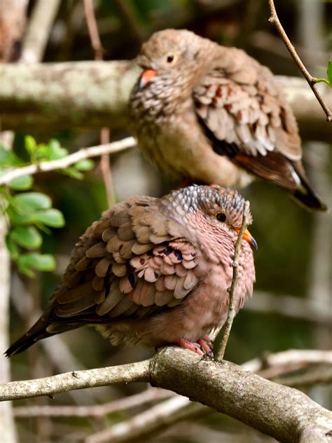 Common-Ground-Dove-It’s-cold-was-taking-a-nap – BirdsCaribbean