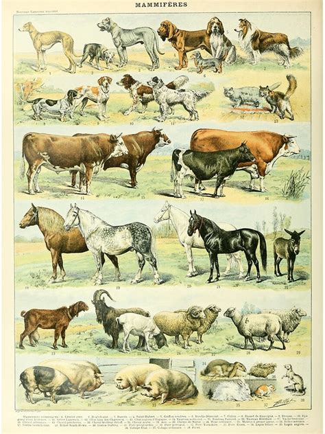 "Pets by Adolphe Millot Vintage French Domestic Mammals Poster, Animal ...