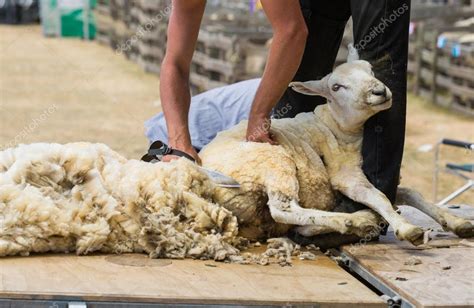 Shearing Sheep in New Zealand — Stock Photo © lostation #108506318