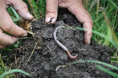 Een DIY Worm Habitat Voor Kinderen: Het Ultieme Wetenschappelijke ...